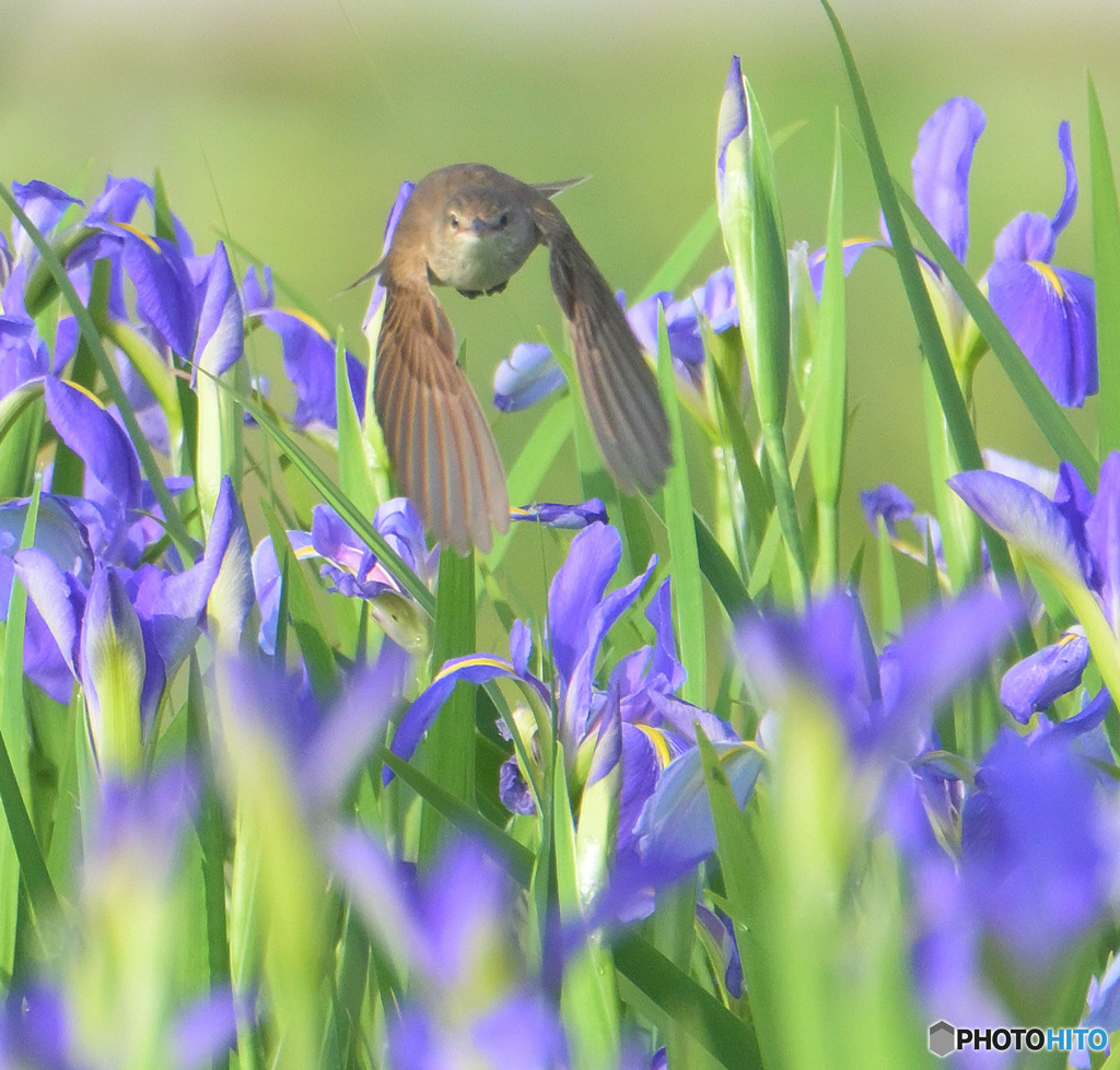 オクラレルカにオオヨシキリ2024④