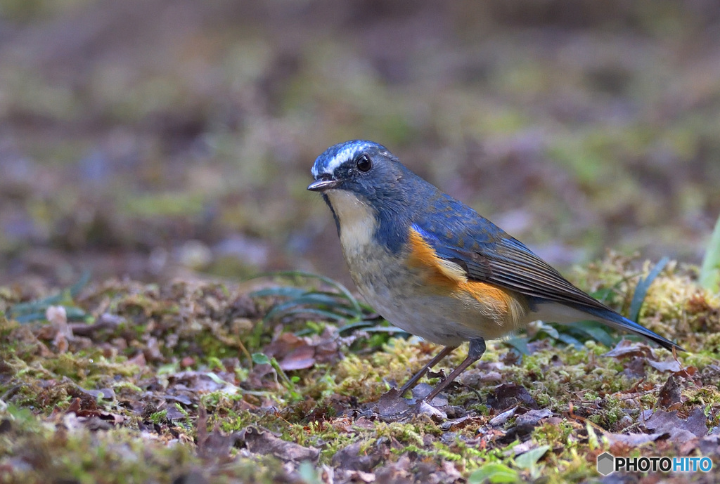 カメラ目線のルリ君