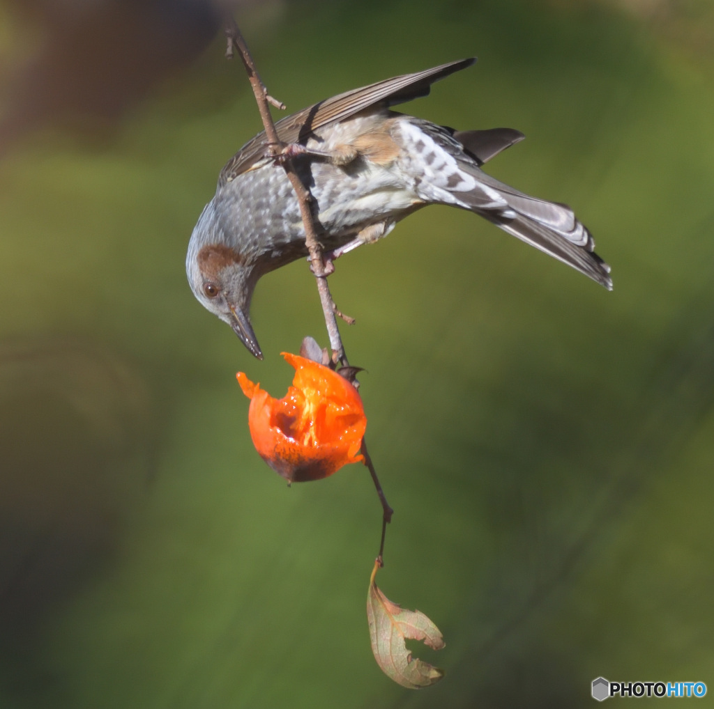 たまにはヒヨドリさんを