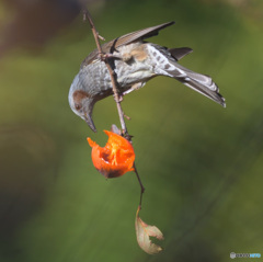 たまにはヒヨドリさんを
