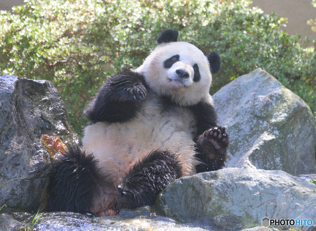 和歌山のパンダさん