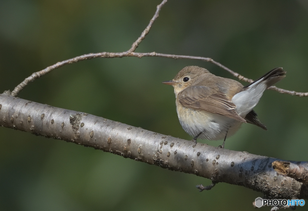 オジロビタキ2022