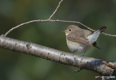 オジロビタキ2022