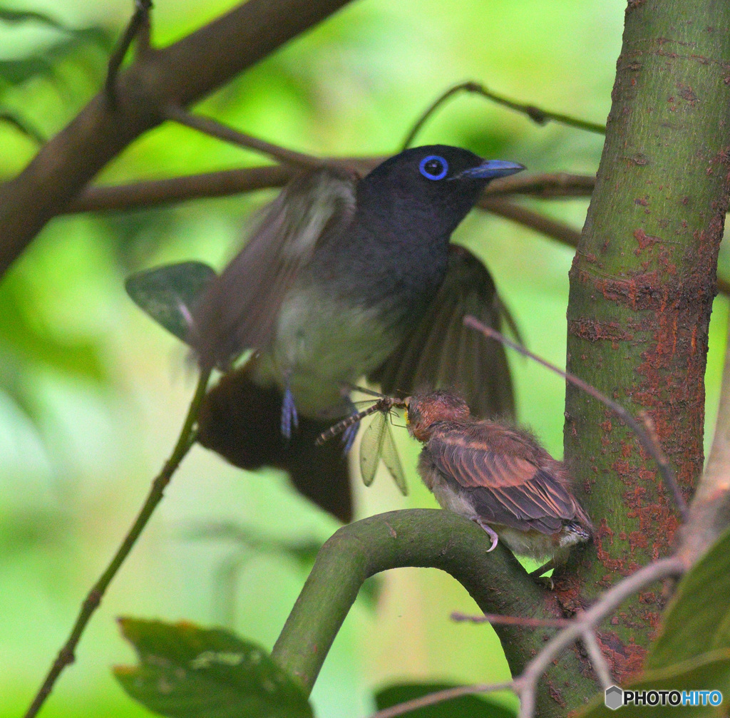 サンコウチョウの親子⑥