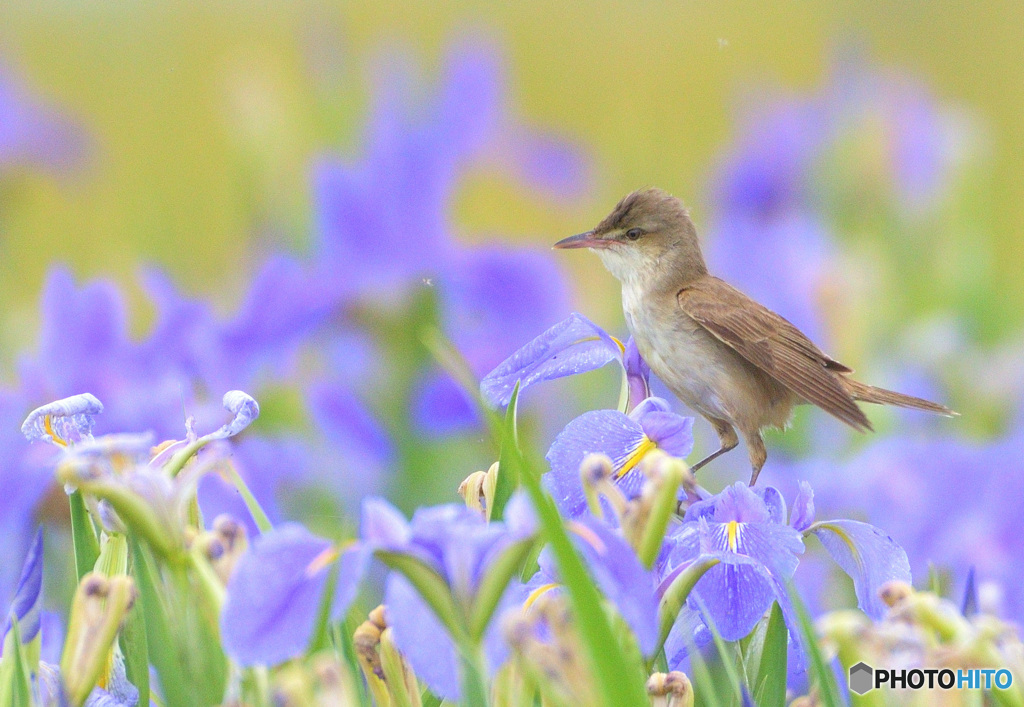 菖蒲にオオヨシキリⅤ