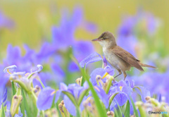 菖蒲にオオヨシキリⅤ