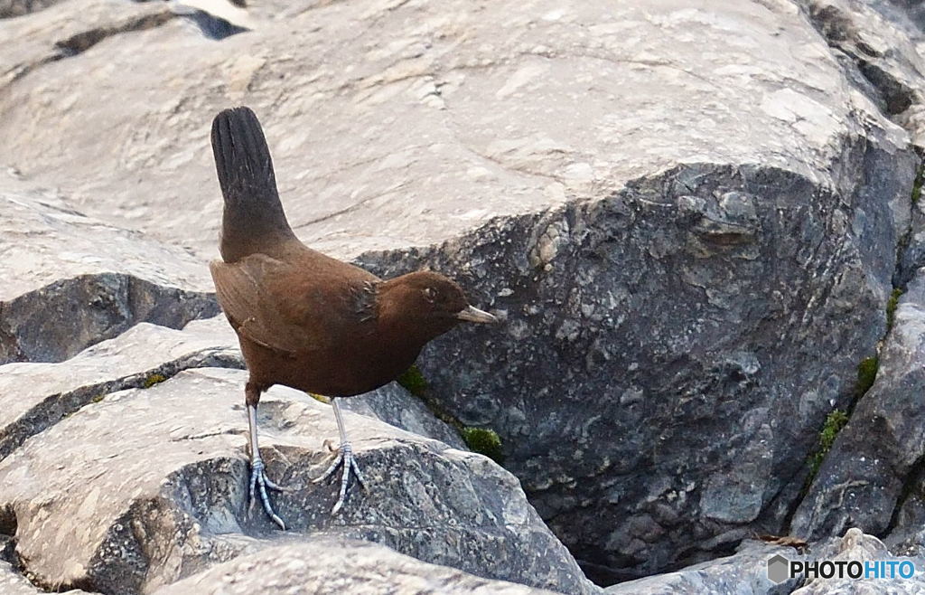初めてのカワガラスさん