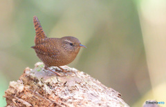 ミソサザイ2020⑨