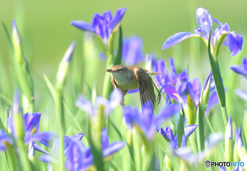 花菖蒲にオオヨシキリ②