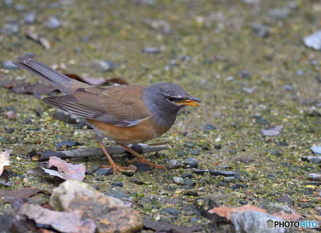 元気なマミチャジナイ