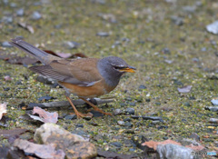 元気なマミチャジナイ