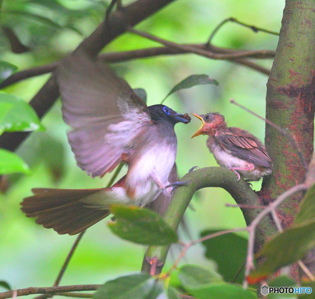 サンコウチョウの親子⑦