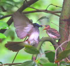 サンコウチョウの親子⑦