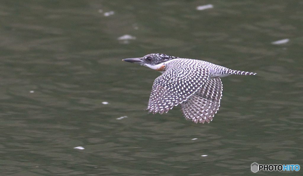 本日のヤマセミくん