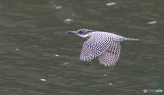 本日のヤマセミくん