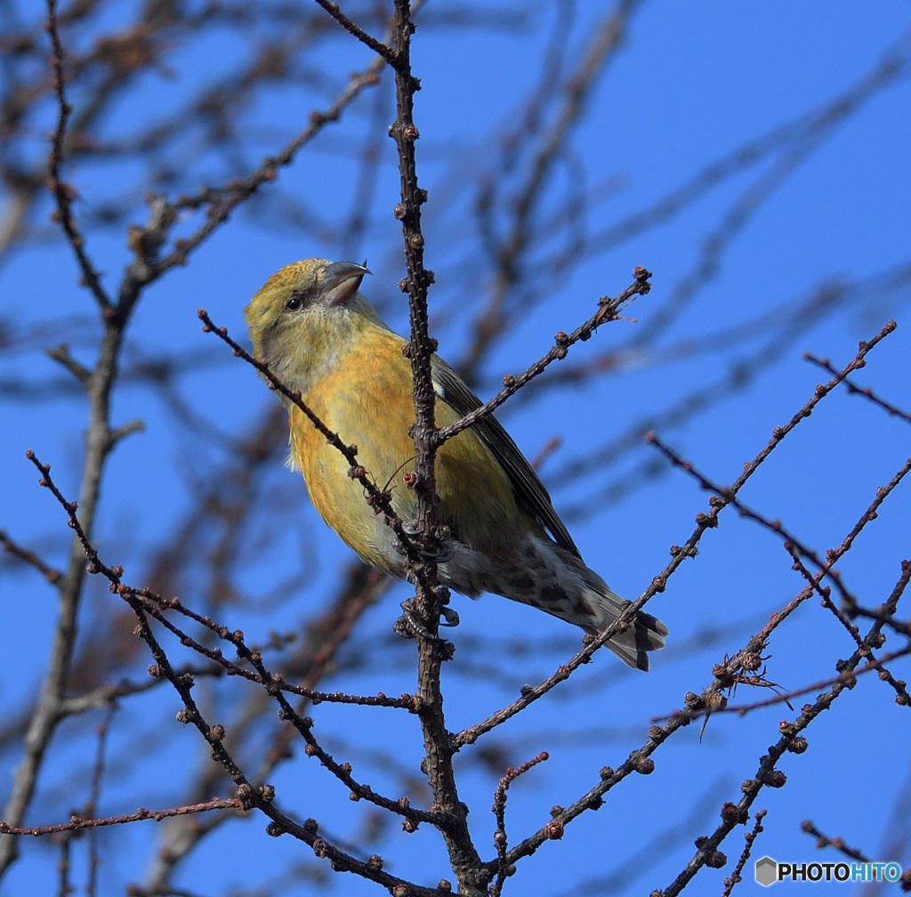 イスカさん2020②