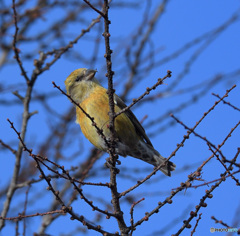 イスカさん2020②