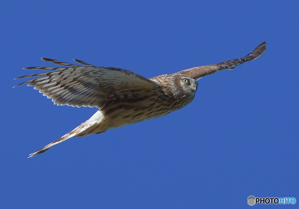 青空にハイチュウ♀