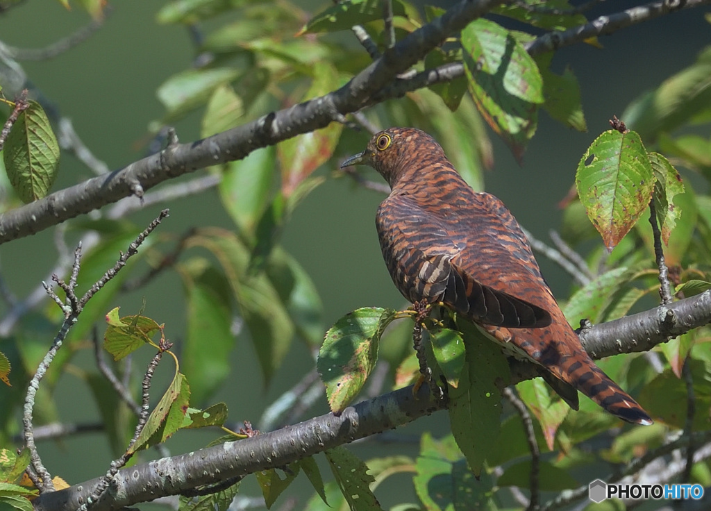 赤ツツドリ2021Ⅱ