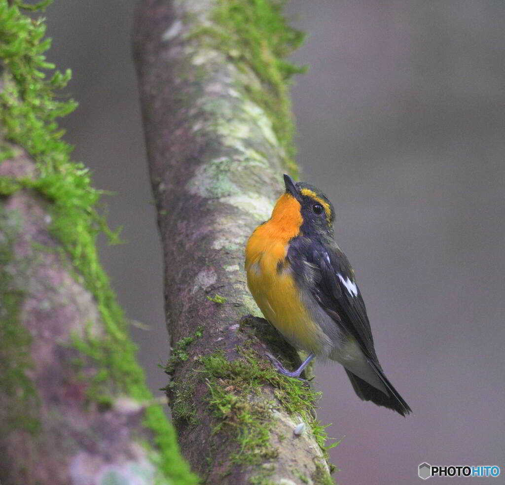 ドヤ顔のキビタキ君