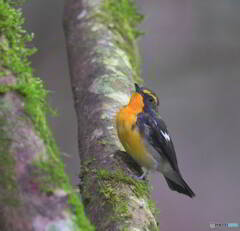 ドヤ顔のキビタキ君