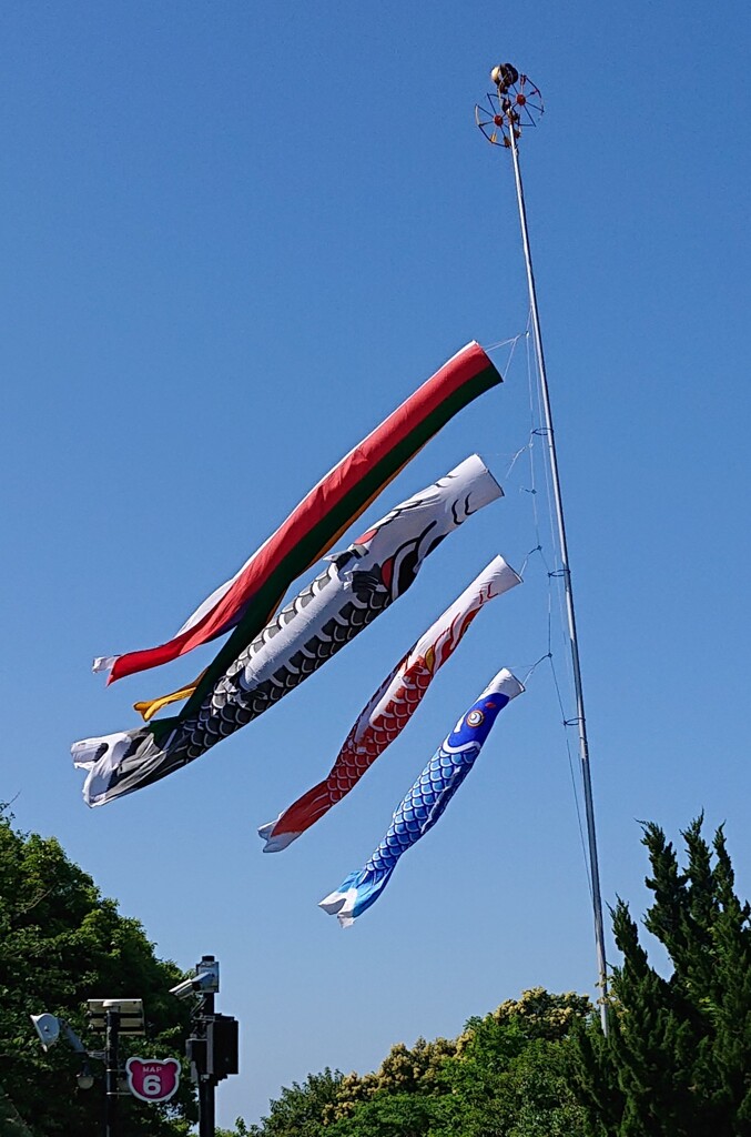 鯉のぼりの季節