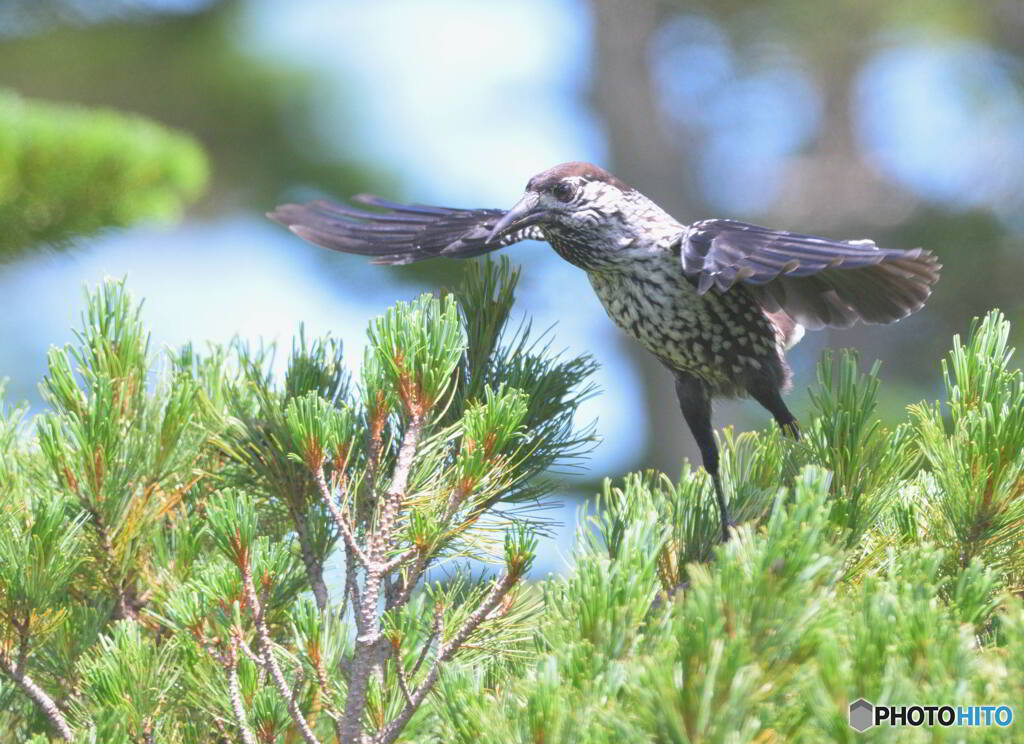元気なホシガラス⑩