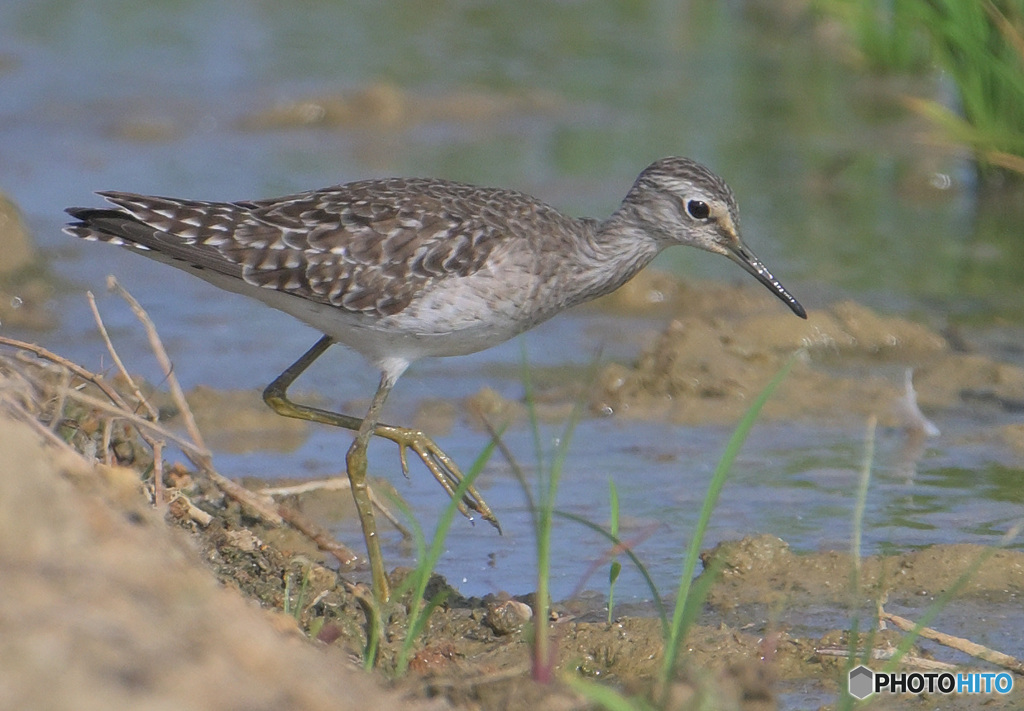 初めてのアオアシシギ