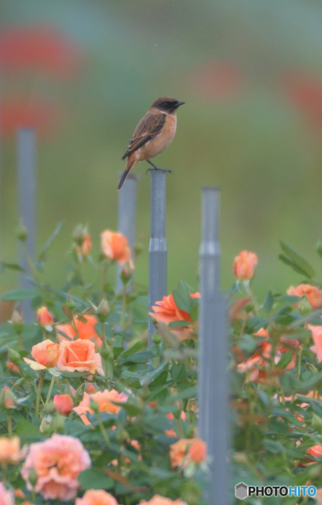 バラにノビタキ⑧