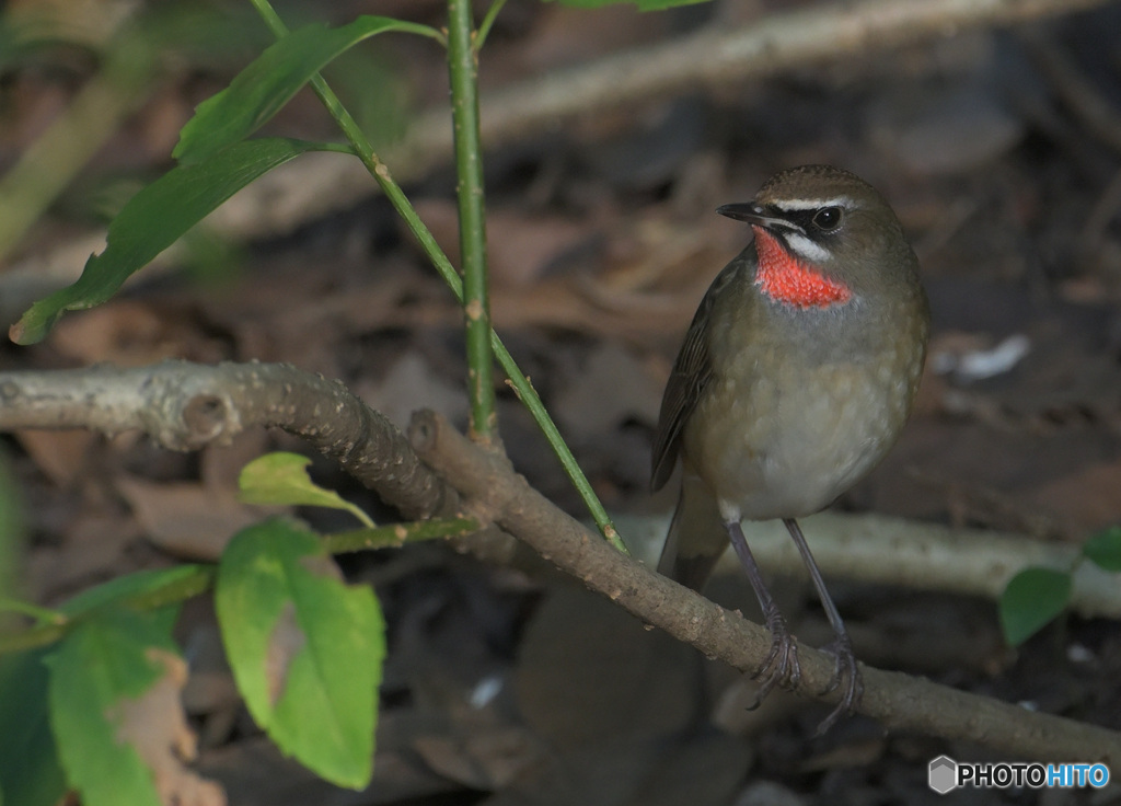 在庫のノゴマ君⑥