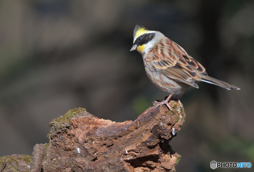 ミヤマホオジロ2022⑦