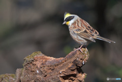 ミヤマホオジロ2022⑦