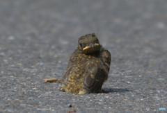 道の真ん中にオオルリの雛