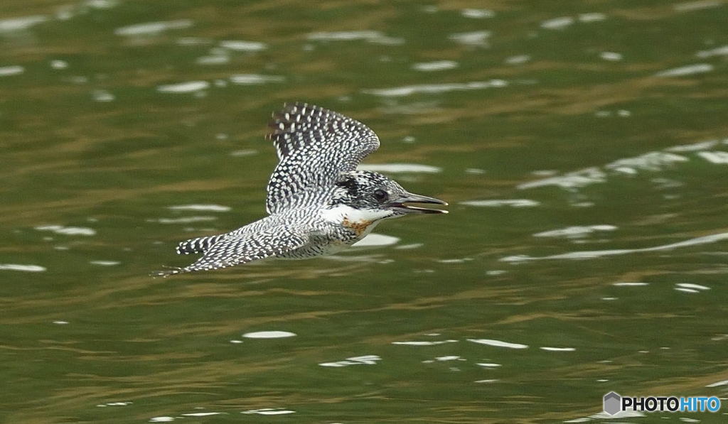 元気なヤマセミ君
