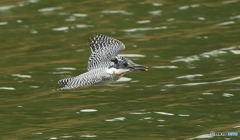 元気なヤマセミ君