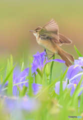 花菖蒲にオオヨシキリ⑩