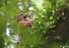 オオタカの幼鳥⑧