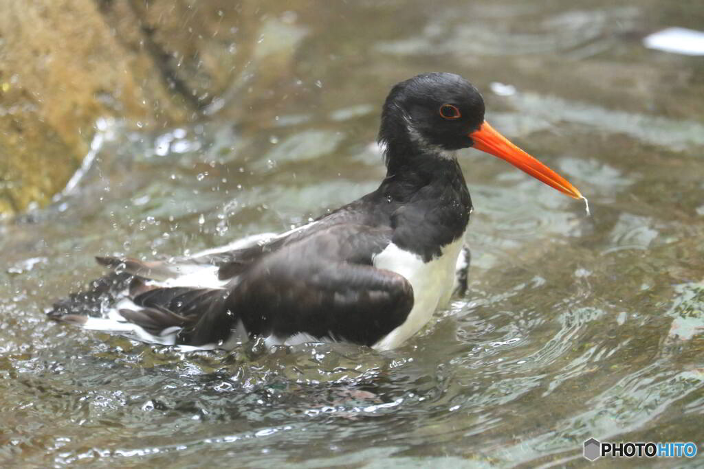 上野のミヤコドリ