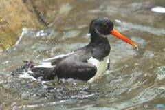 上野のミヤコドリ