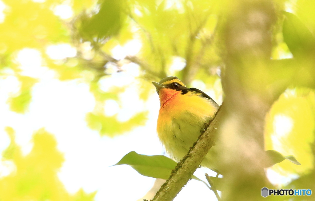キビタキさん