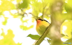 キビタキさん