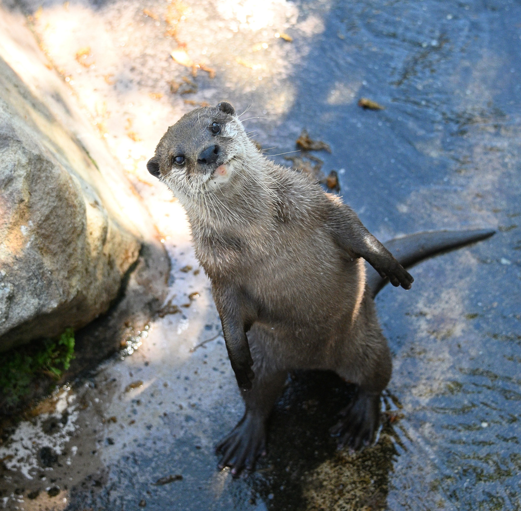 見つめるコツメカワウソ