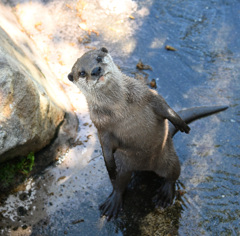 見つめるコツメカワウソ