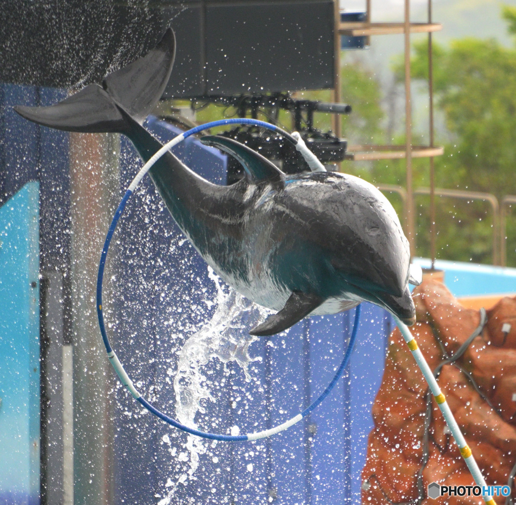 イルカショーの一コマ③