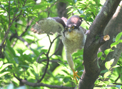 オオタカ母の飛び出し