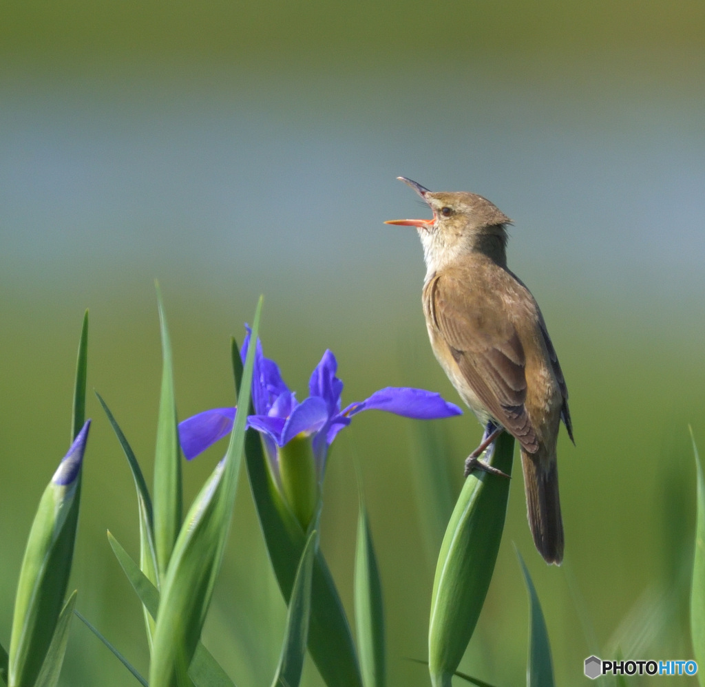 花菖蒲にオオヨシキリ㉓