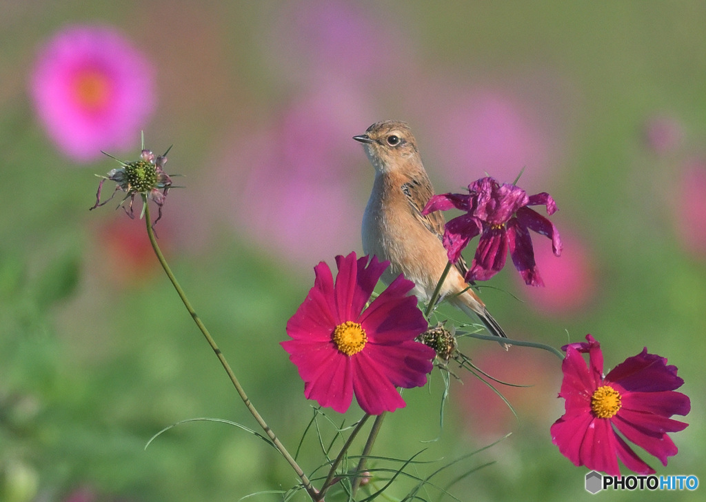 秋桜にノビタキ㉙
