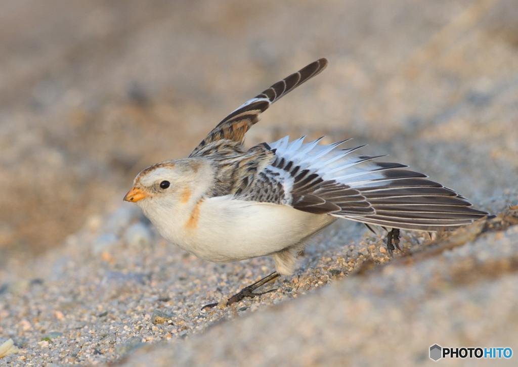 羽根を伸ばすユキホオジロ