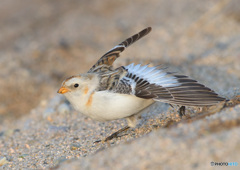 羽根を伸ばすユキホオジロ