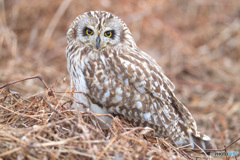 コミミズクまで５ｍ
